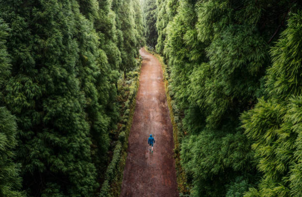 Bwindi Forest Walk