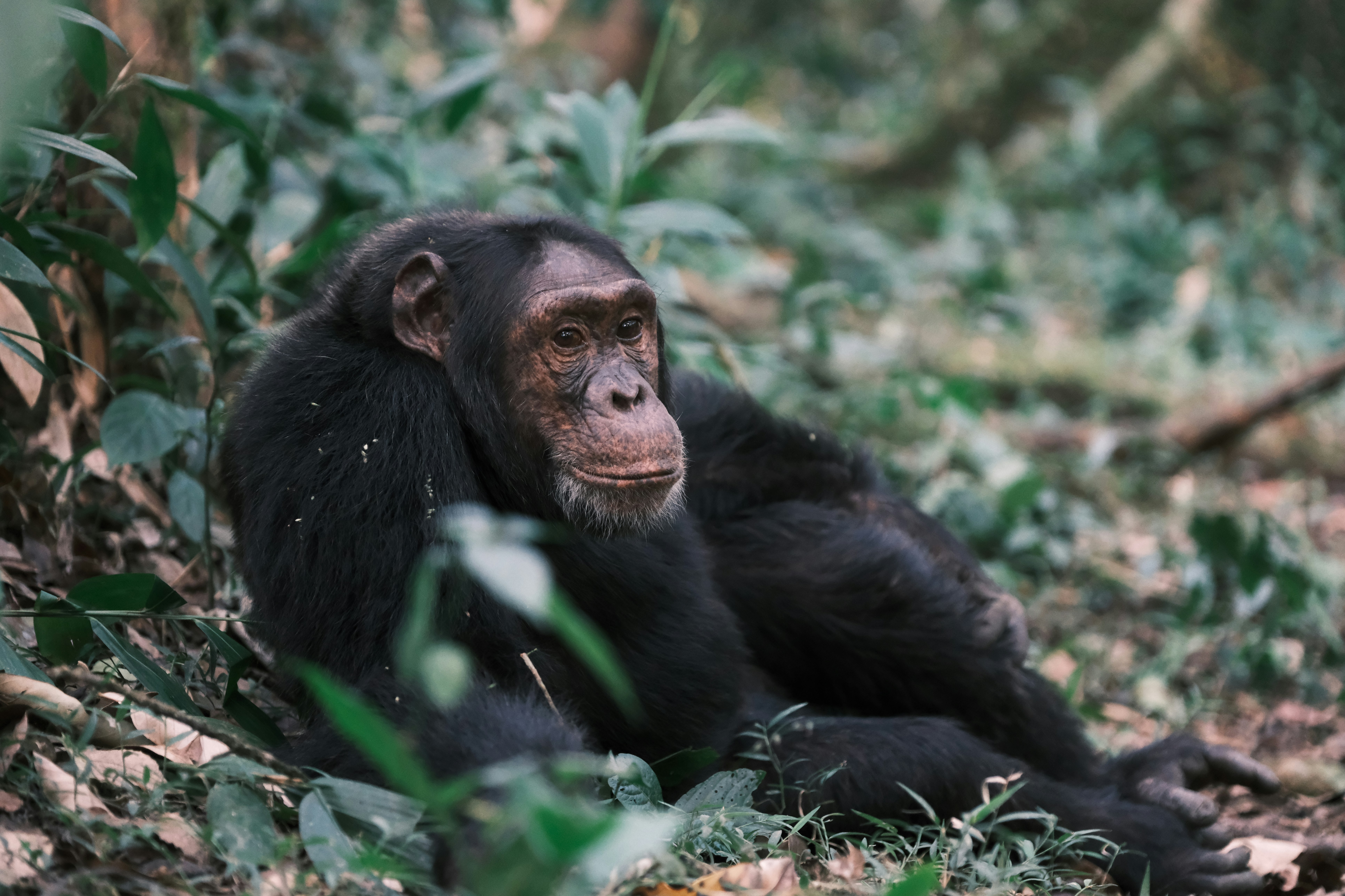 Kibale Forest Walk