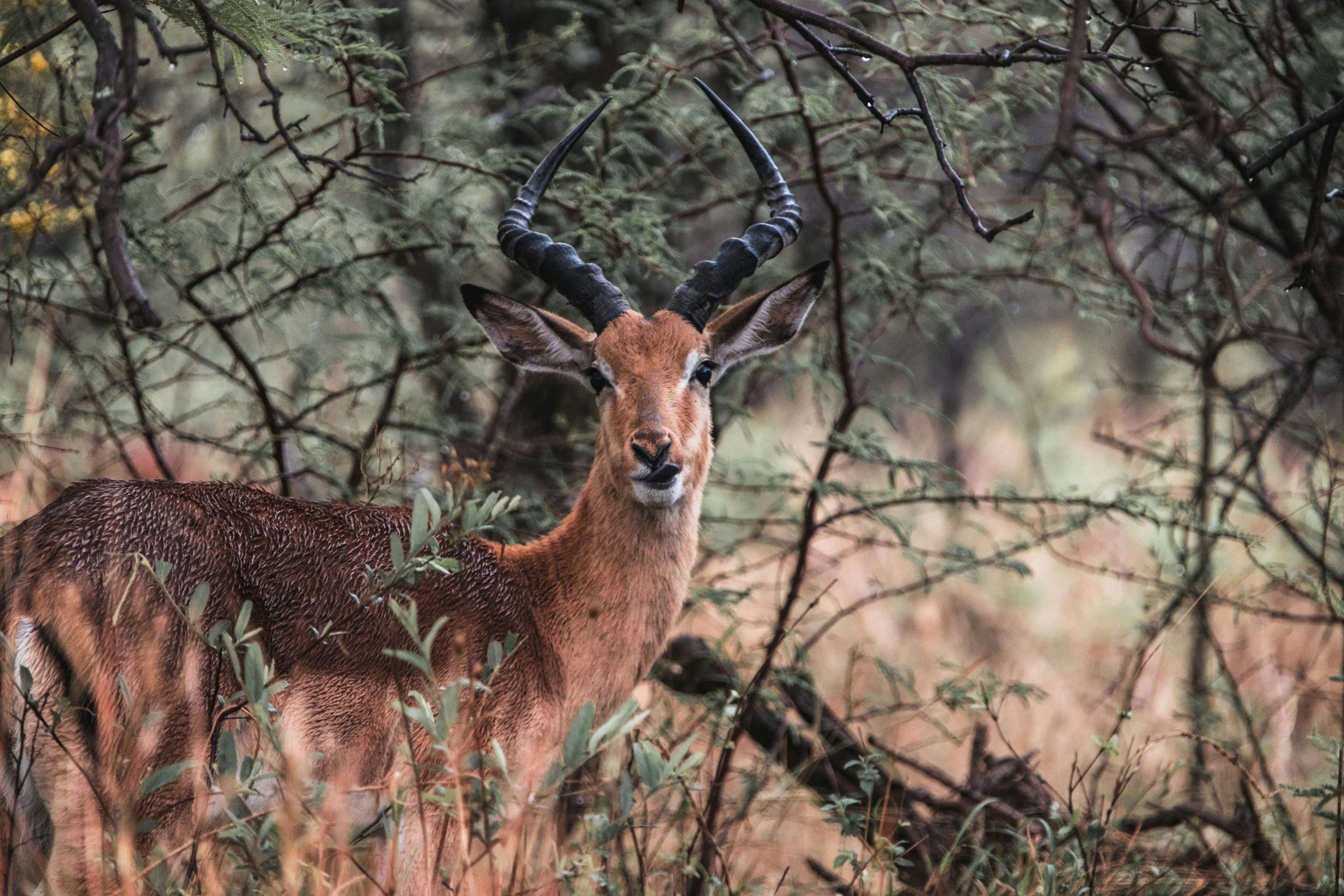 Kidepo Valley Expedition